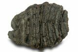 Fossil Woolly Mammoth Molar - Siberia #377766-2